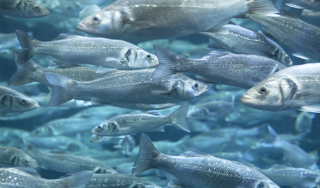 Aquaculture Q&A
